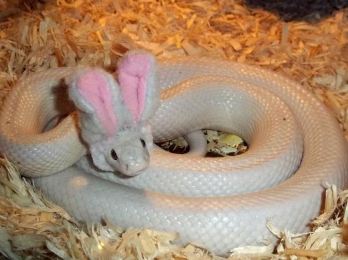 easter bunny