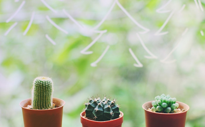 Just add plants... succulents!, spring cleaning hacks