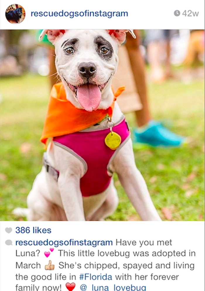 rescue pets