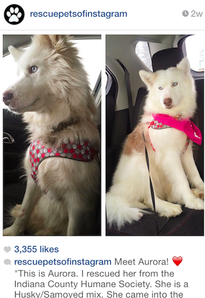 rescue pets