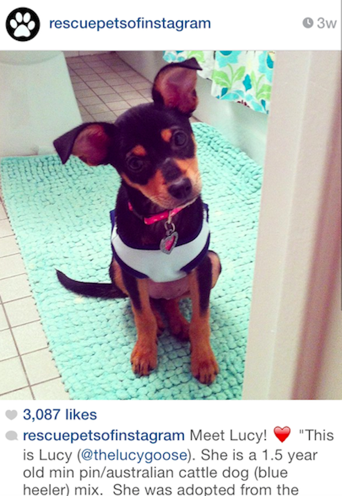 rescue pets
