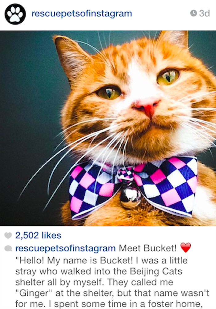 rescue pets