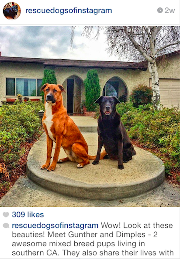 rescue pets