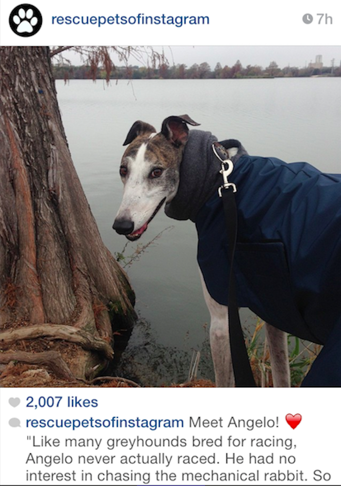 rescue pets