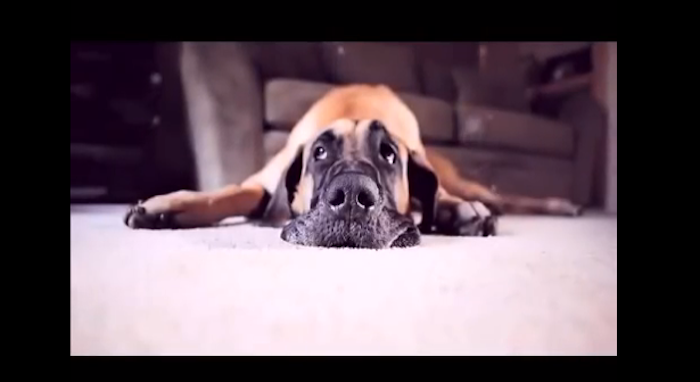 cute dog pictures