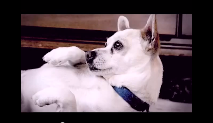 cute dog pictures