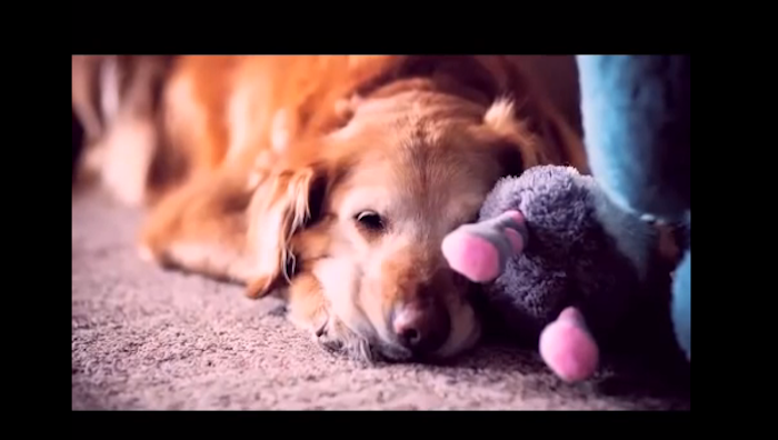 cute dog pictures