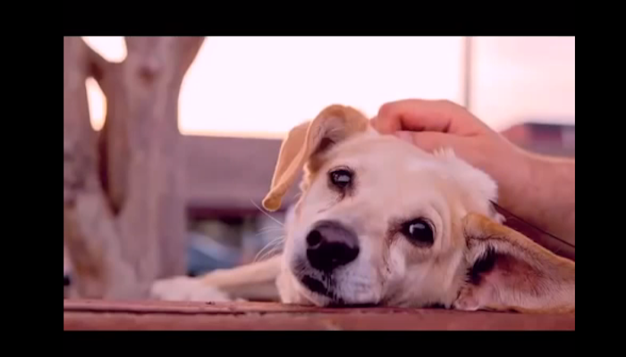 cute dog pictures