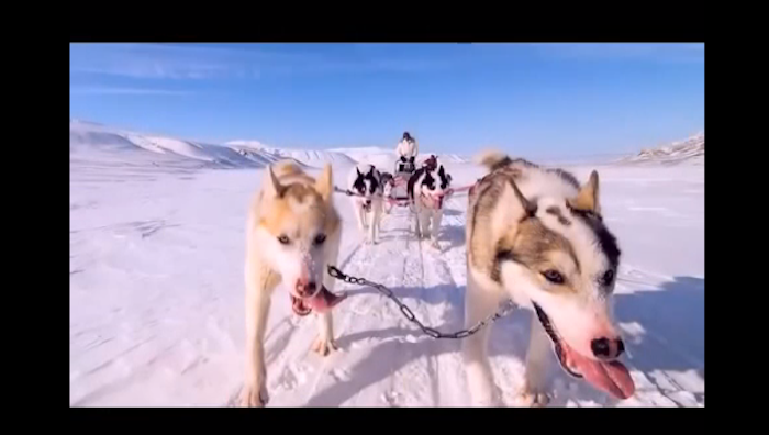 cute dog pictures