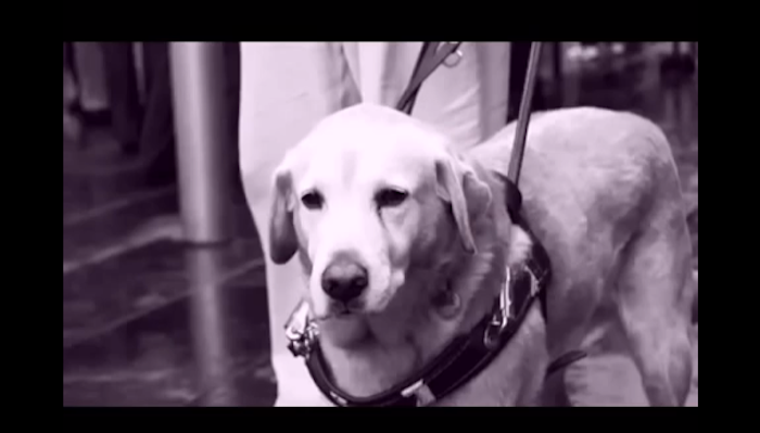 cute dog pictures