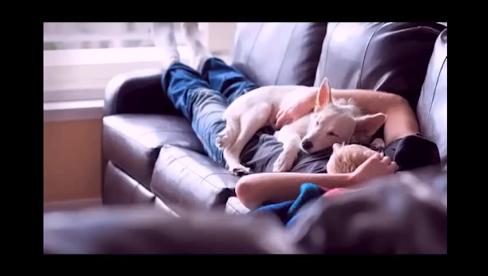 cute dog pictures