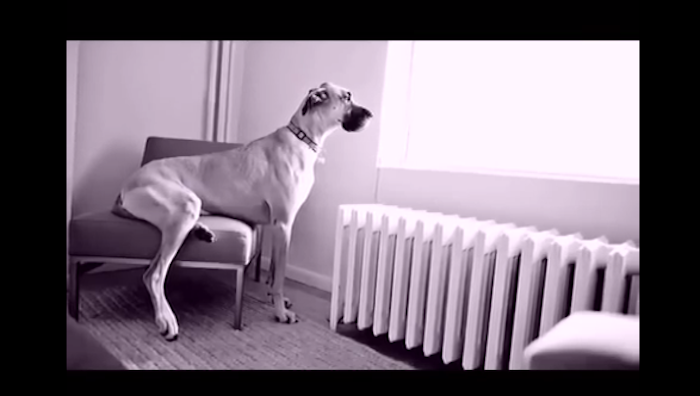 cute dog pictures