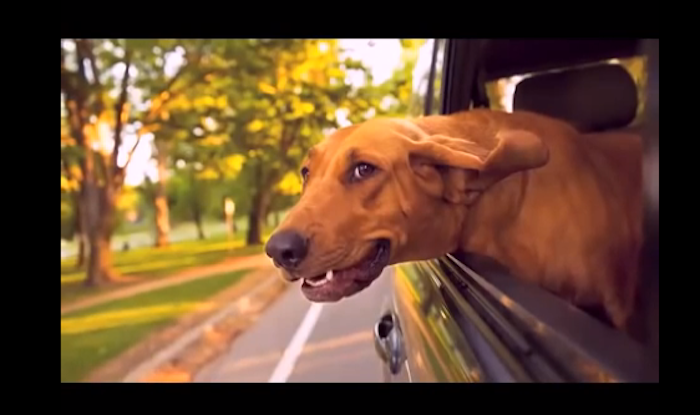 cute dog pictures