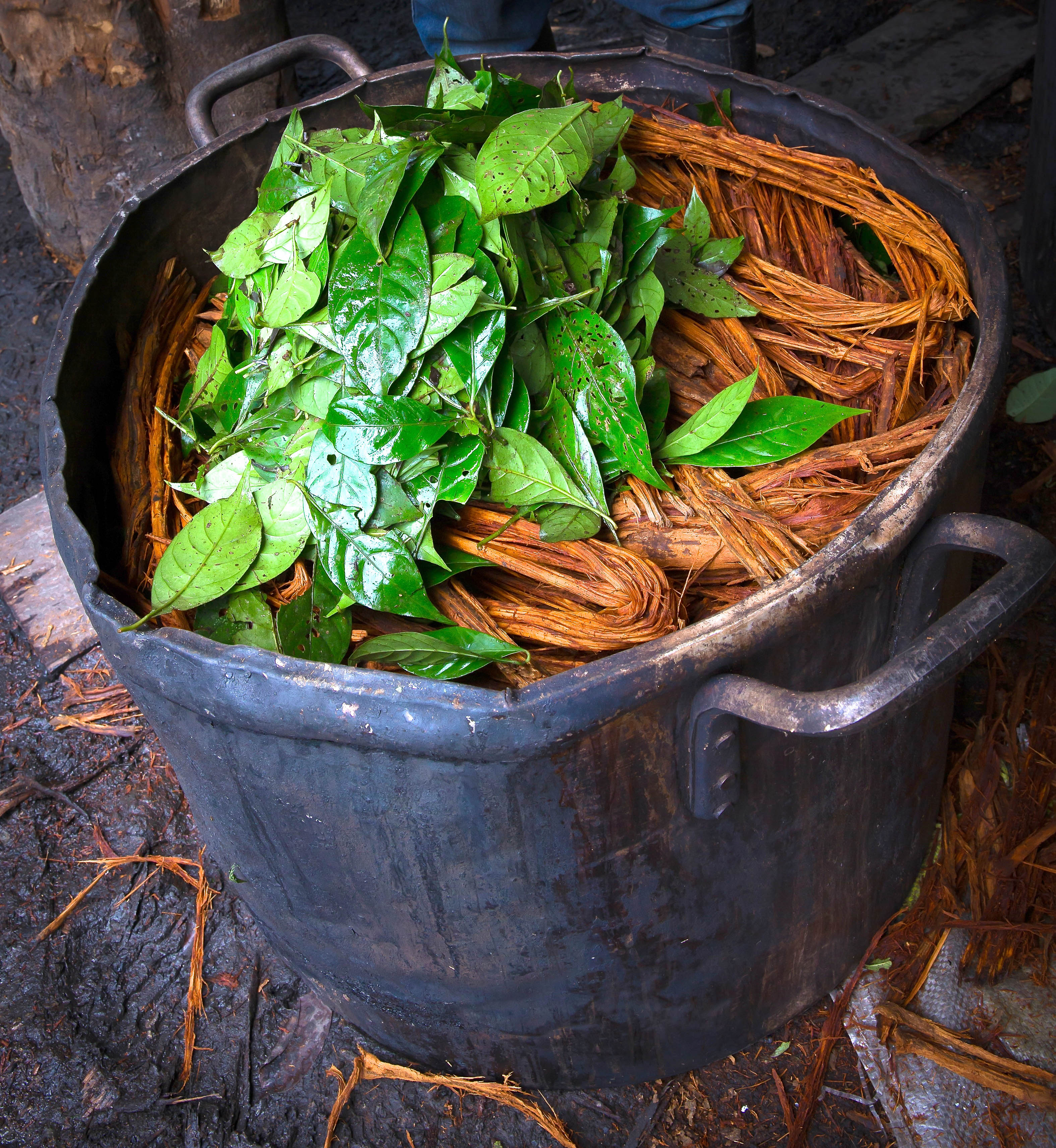 Ayahuasca-21