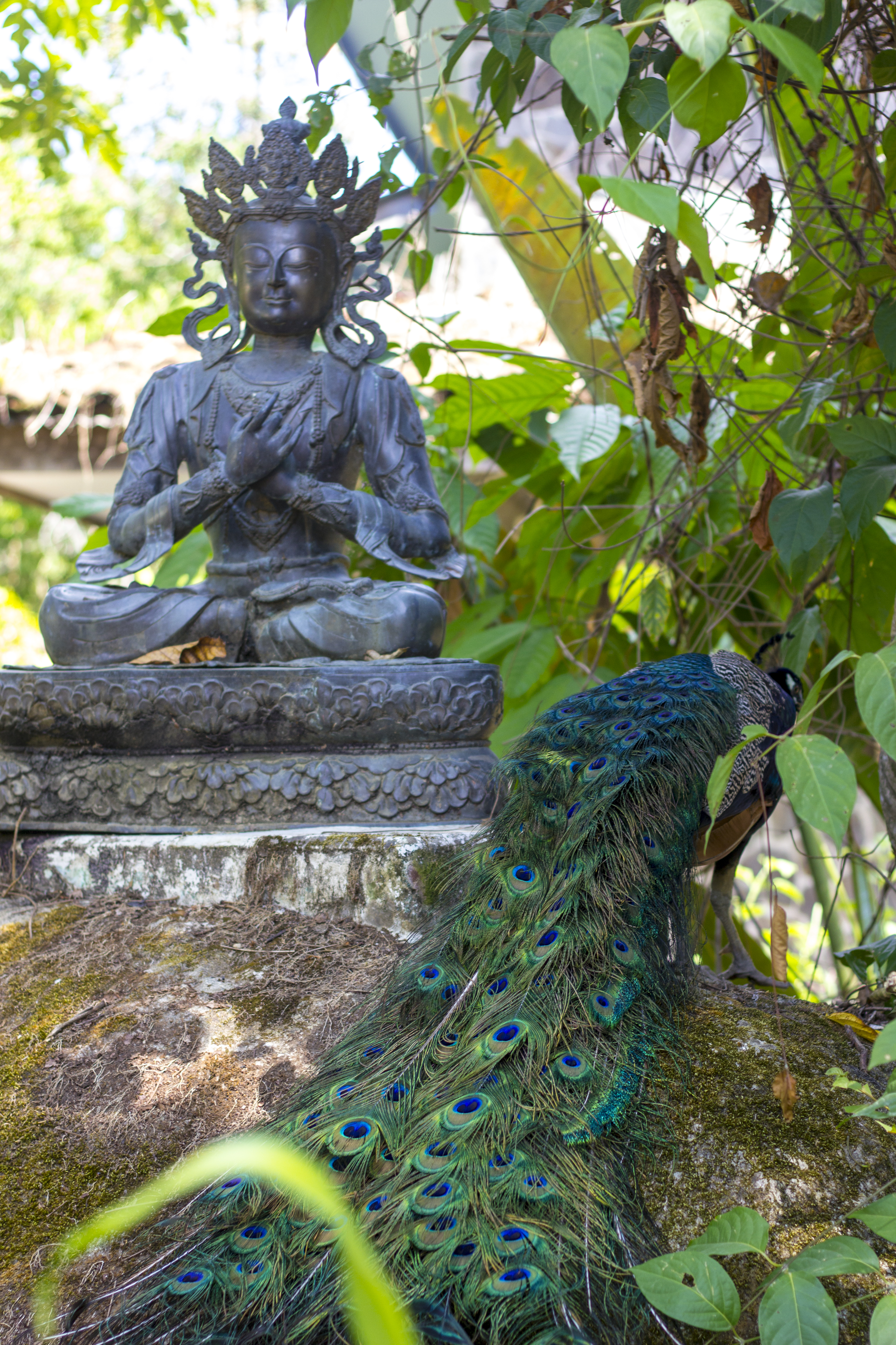 zenpeacok